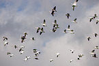 snow geese
