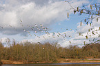 snow geese