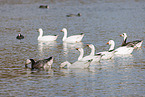 snow geese