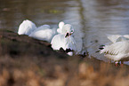 snow geese