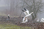 snow geese