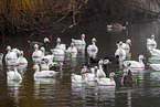 snow geese