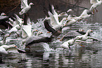 snow geese