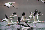 snow geese