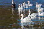 snow geese