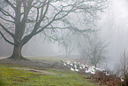 snow geese