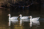 snow geese