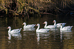 snow geese