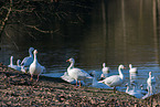 snow geese