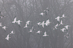 snow geese