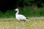 snow goose