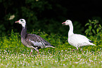 snow geese