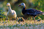snow geese