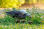 snow geese