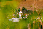 snow geese