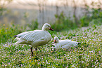 snow geese