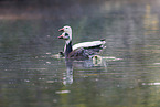 snow geese