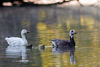 snow geese