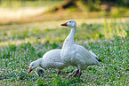 snow geese