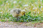 snow goose