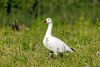 snow goose