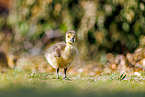 snow goose