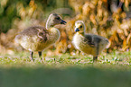 snow geese