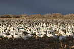 snow geese