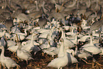 snow geese