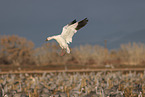 snow geese