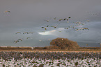 snow geese