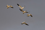 snow geese