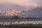 snow geese