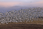 snow geese
