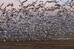 snow geese