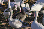 snow geese