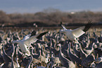 snow geese