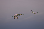 snow geese