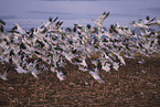 snow geese