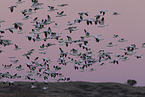 snow geese