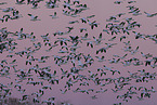 snow geese