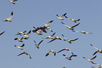 snow geese