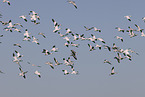 snow geese