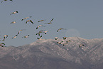 snow geese