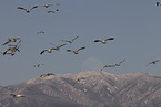 snow geese