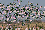 snow geese