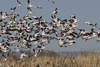 snow geese