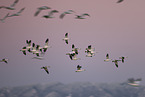 snow geese