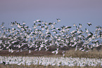 snow geese