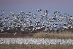 snow geese